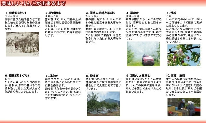 【11月中旬頃発送】蜜入りは１２月末まで 甘くておいしい！ フォーシーズン 青森りんご 葉とらずサンふじ　家庭用　5C箱(5kg箱)