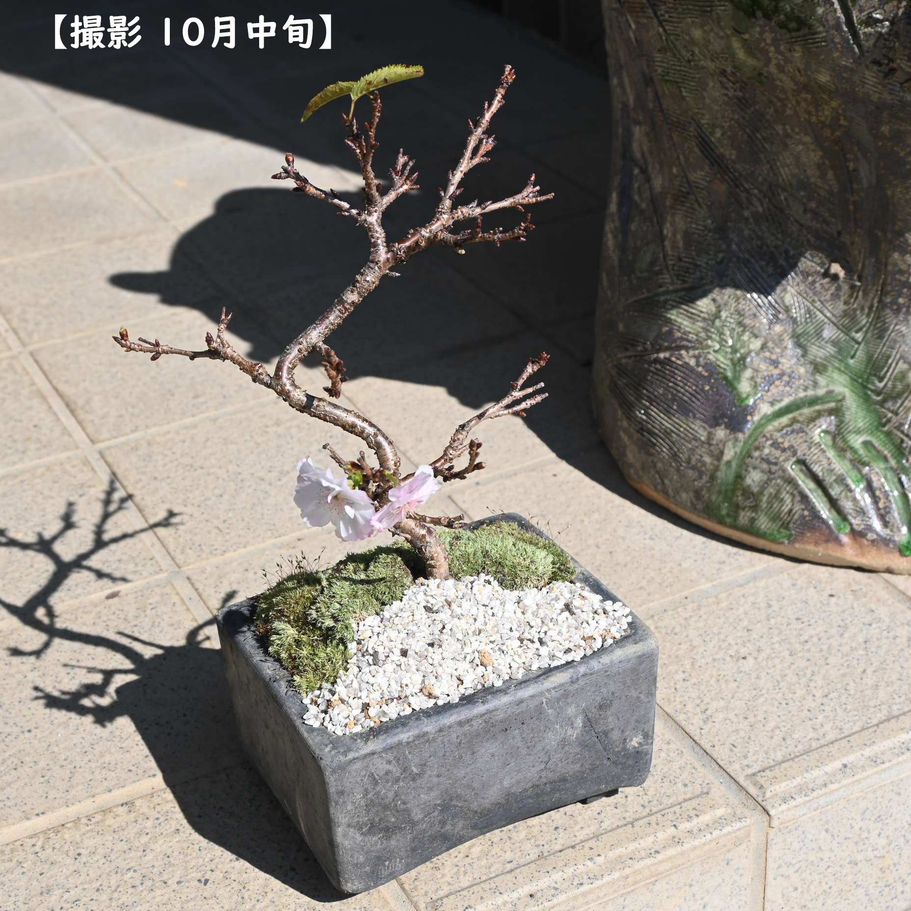 冬に咲く桜 十月桜盆栽 二期咲きのさくら サクラ