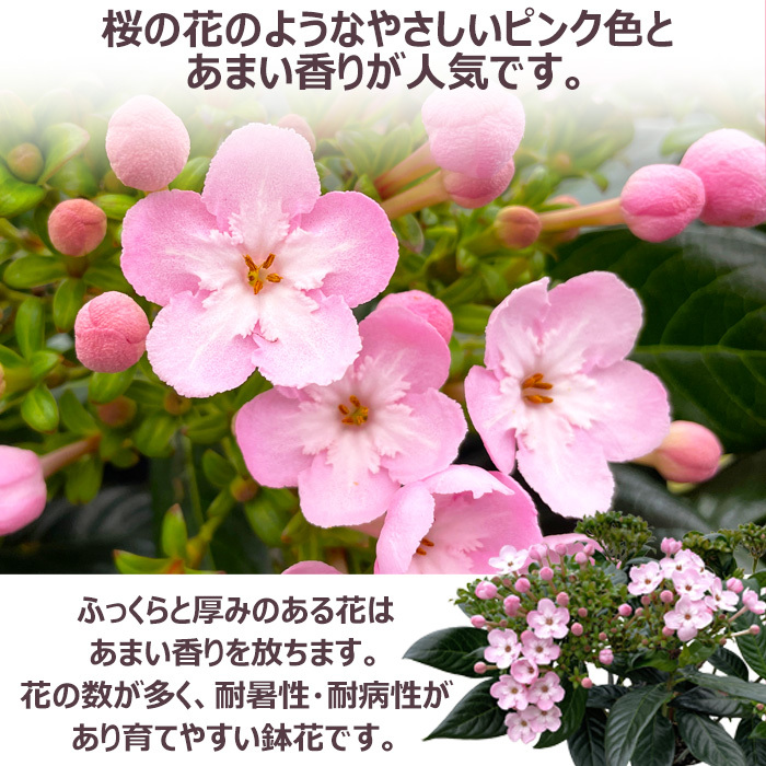 祝 敬老の日 プレゼント ギフト ルクリア ココ5号 バスケット 9月21日 鉢花 ニオイザクラ 送料無料 沖縄・離島を除く