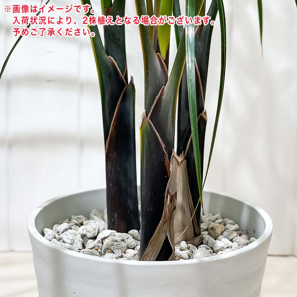 PLANCHU 観葉植物 トックリヤシモドキ 7号鉢 受け皿付き 育て方説明書