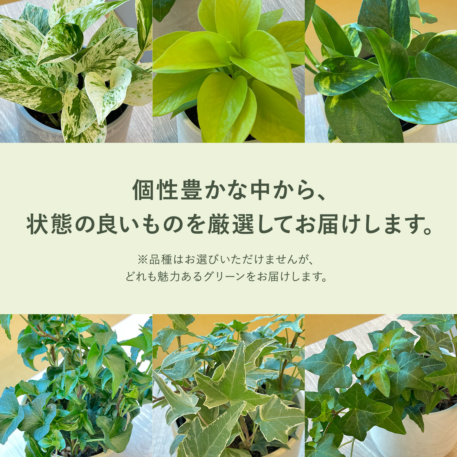 選べる 観葉植物 ポトス & アイビー ガジュマル &サンスベリア お試し 2点 セット 鉢付き 3号 ミニサイズ 幸運の木 風水 インテリア 室内 オシャレ 70代 あす楽 翌日配送  オフィス 開店祝い 結婚式 新築祝い 就職祝い 開業祝い