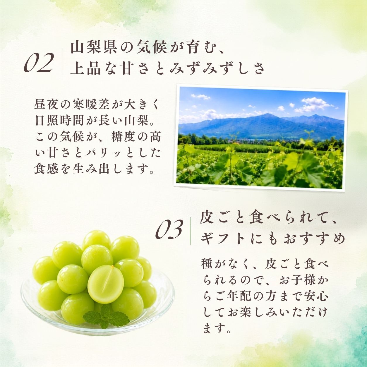 【産地直送】山梨県産 シャインマスカット 特秀品 約1kg｜秋ギフト・誕生日・内祝い・贈答用