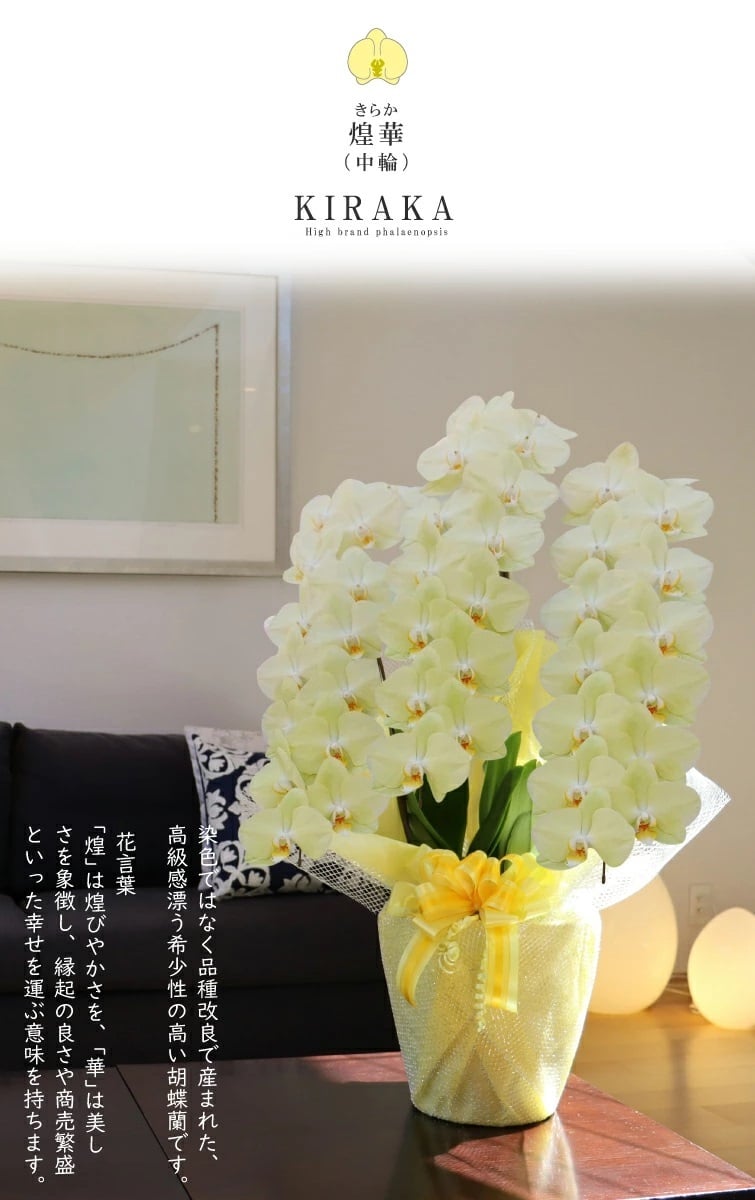 希少 純国産 胡蝶蘭 花持ち長い 中輪3本立ち 40輪～ 25,800円【煌華(きらか)】 黄色 画像配信あり 産地直送 お祝い 花 贈り物 母の日ギフト 縁起良い 商売繁盛 長寿祝 開店祝 開業祝 移転祝 就任祝 昇進祝 当選祝 当日発送 日本橋 銀座 王立園芸協会登録商品