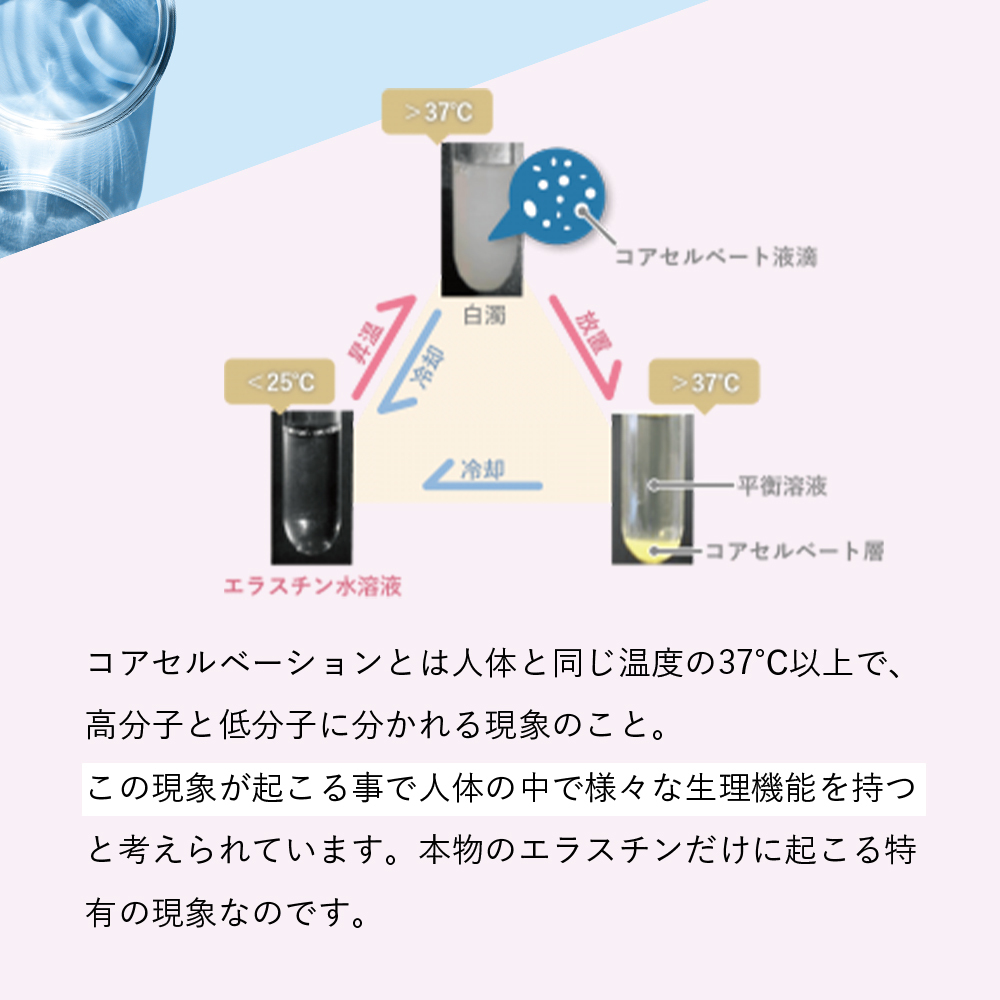 【パッケージリニューアル 2026年4月】季令（KIREI） エラスチンカプセル 100粒 高純度エラスチン 100％天然由来 コラーゲン エラスチン ヒアルロン酸 エイジングケア スキンケア キレイ 無着色 合成保存料・香料不使用 ACTLAND