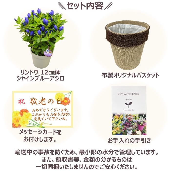 祝 敬老の日 プレゼント ギフト リンドウ シャインブルーアシロ4号 バスケット 9月21日 鉢花 りんどう 送料無料 沖縄・離島を除く