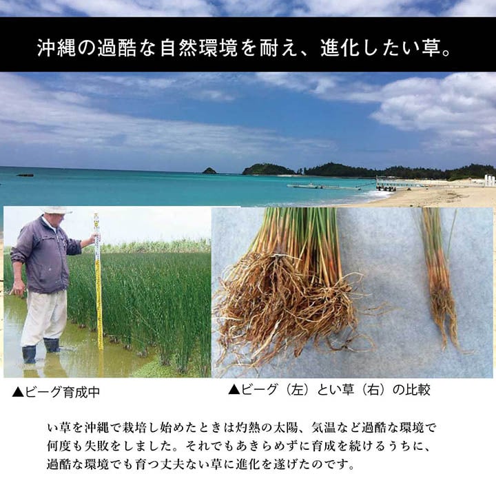 夏ラグ 夏用カーペット 日本製 国産 純国産 沖縄ビーグ ラグ い草 約191×191cm (裏:不織布）