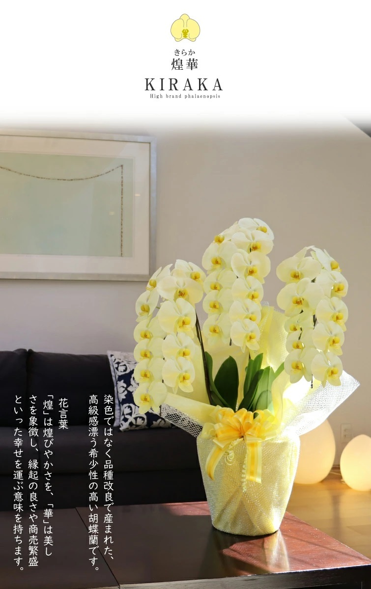 希少 純国産 胡蝶蘭 花持ち長い 大輪 3本立ち 33輪～ 23,800円【煌華(きらか)】 黄色 画像配信あり 産地直送 お祝い 母の日ギフト 縁起良い 商売繁盛 長寿祝 開店祝 開業祝 移転祝 就任祝 昇進祝 当選祝 当日発送 日本橋 銀座 王立園芸協会登録商品