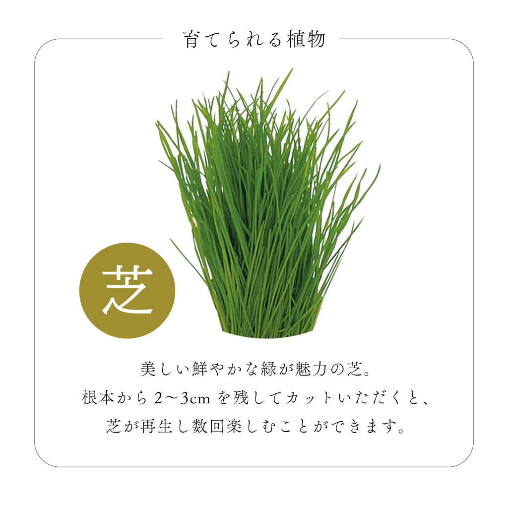 芝って栽培キット KOKESHI（こけし） おかっぱ おちょぼ ぼうず 植物 グリーン 和風 スターターセット オブジェ 置物 おしゃれ インテリア 雑貨 ギフト プレゼント 男性 女性 誕生日 ラッピング対応 無料ラッピング