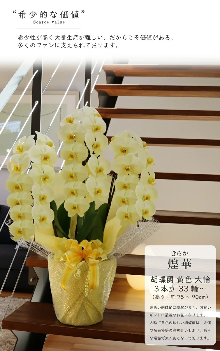 希少 純国産 胡蝶蘭 花持ち長い 大輪 3本立ち 33輪～ 23,800円【煌華(きらか)】 黄色 画像配信あり 産地直送 お祝い 母の日ギフト 縁起良い 商売繁盛 長寿祝 開店祝 開業祝 移転祝 就任祝 昇進祝 当選祝 当日発送 日本橋 銀座 王立園芸協会登録商品