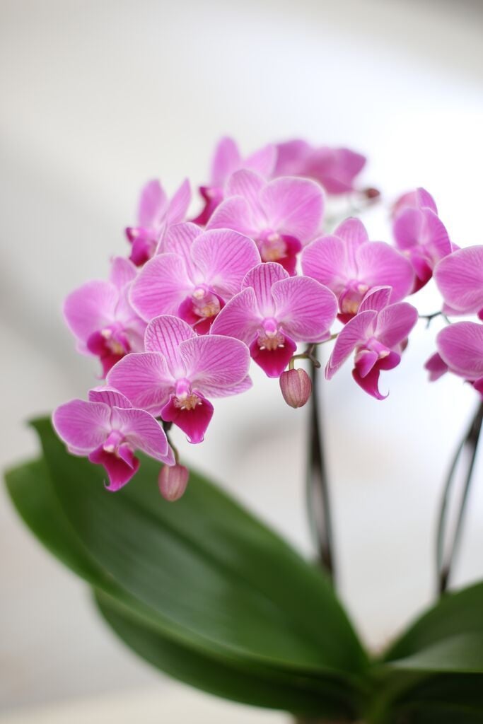 マイクロ胡蝶蘭 コケ玉 1本立ち 苔玉胡蝶蘭
