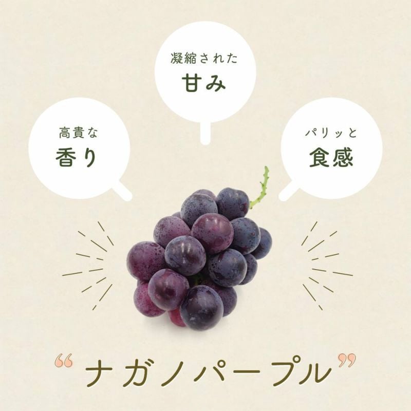 長野県産 ぶどう ナガノパープル 秀品 贈答用 果物 フルーツ お取り寄せ 産地直送 【送料無料(一部地域除く)】