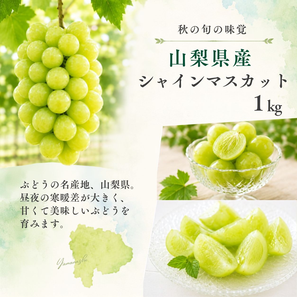 【産地直送】山梨県産 シャインマスカット 特秀品 約1kg｜秋ギフト・誕生日・内祝い・贈答用