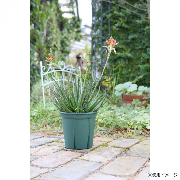 アップルウェアー 根っこつよし 10号 グリーン スリット鉢 植木鉢 プラスチック鉢 園芸 ガーデニング 根張り 促進 排水性 通気性 根腐れ防止 家庭菜園 観葉植物 鉢植え