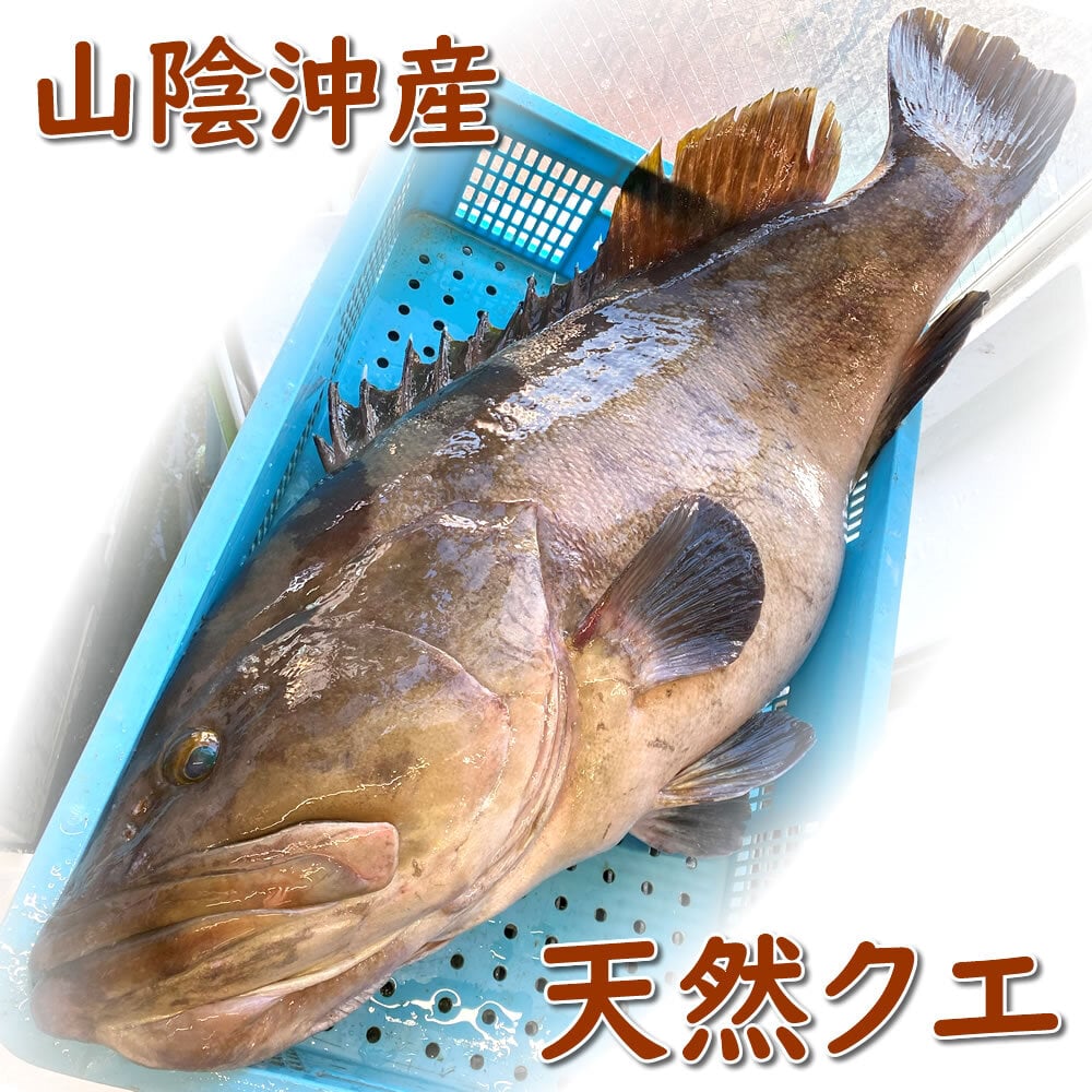 幻の高級魚　天然本クエ鍋セット（冷凍）約500ｇ（身とアラ）約2～3人前  大きなクエ使用 　送料無料　※北海道、東北、沖縄は送料別途加算 本クエ くえ 九絵 アラ クエ 魚 クエ鍋 海鮮鍋 高級魚