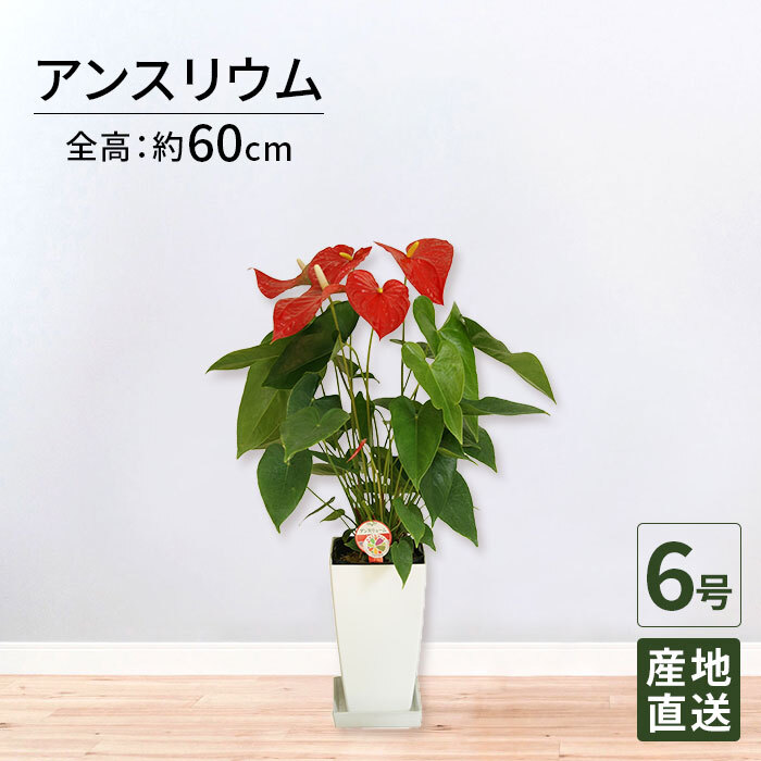アンスリウム 赤 6号 角プラ 高さ約60cm 観葉植物