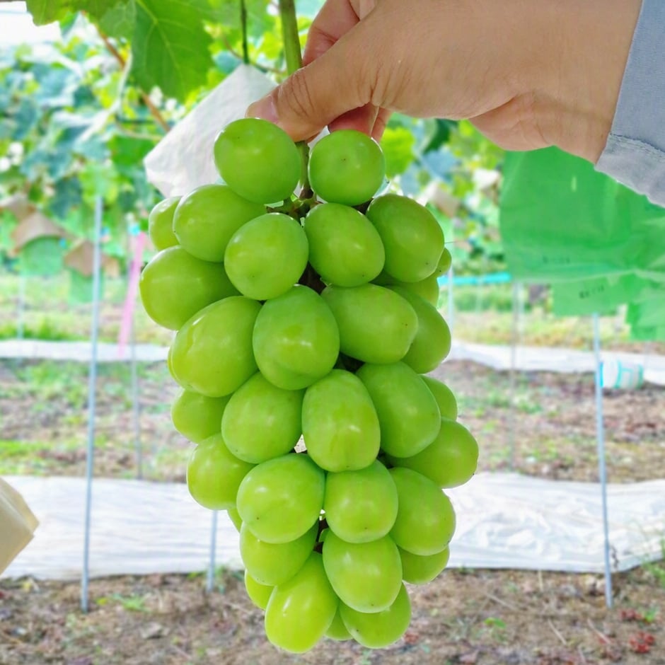 長野県産 ぶどう シャインマスカット 秀品 贈答用 果物 フルーツ お取り寄せ 産地直送 【送料無料(一部地域除く)】