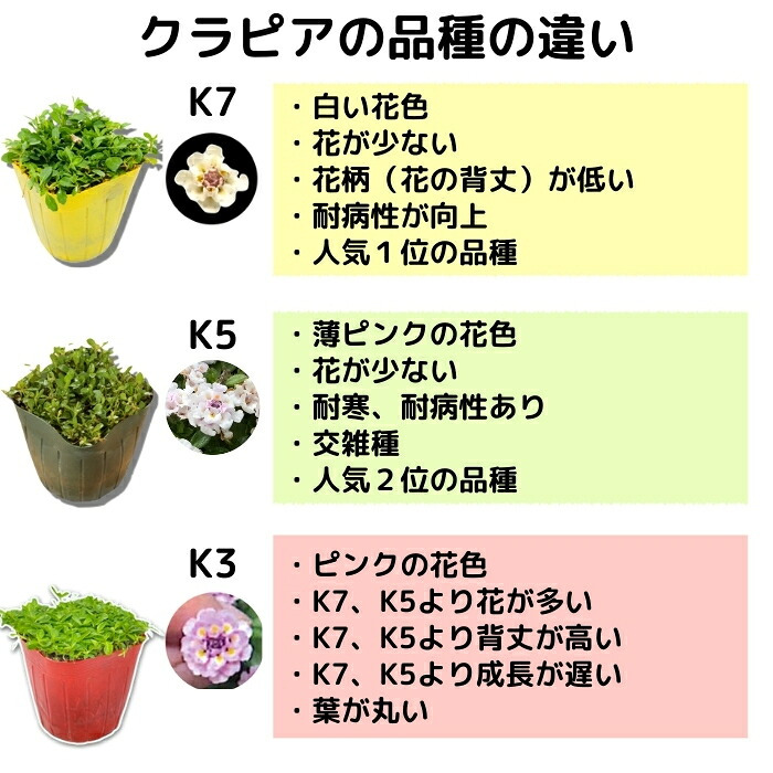 【肥料プレゼント中】 クラピア K5 薄桃品種  9cmポット苗  400株 有機入り一発果菜肥料3200gと植栽マニュアル付き イワダレソウ改良種 グランドカバー 植物 プランツ 薄ピンクの花 庭 屋上緑化 K7と同程度の耐寒性 多年草 地被植物 ほふく性 下草 背が低い 宿根草