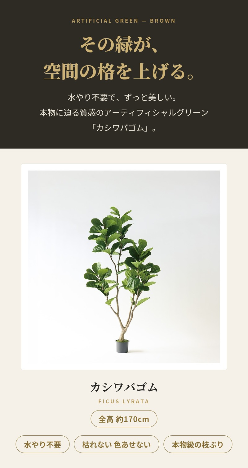 観葉植物 造花 カシワバゴム BROWN 全高約170cm 大型 株立ち フェイクグリーン 高級 本物そっくり リアル おしゃれ ナチュラル インテリア 人工観葉植物 アーティフィシャルグリーン オフィス 店舗 ホテル 開店祝い 室内 リビング 玄関 風水 ゴムの木