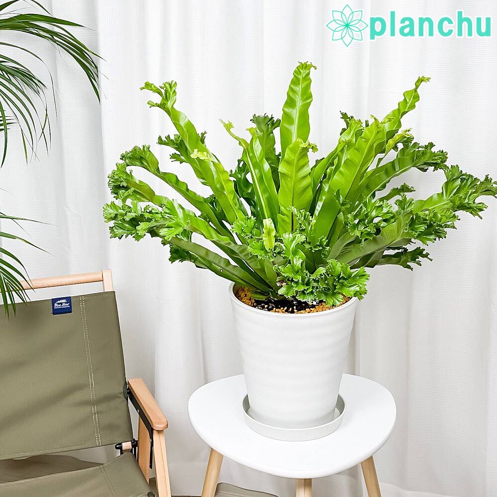 アスプレニウム レズリー スタンド鉢カバー おしゃれ 観葉植物 PLANCHU 観葉植物 アスプレニウム レズリー 8号鉢 受け皿付き 育て方