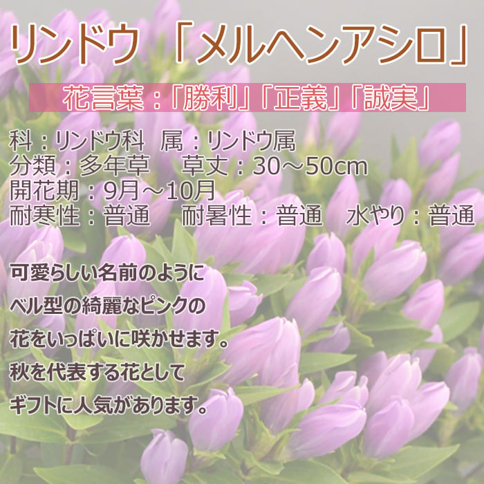 祝 敬老の日 プレゼント ギフト リンドウ メルヘンアシロ4号 バスケット 9月21日 鉢花 りんどう 送料無料 沖縄・離島を除く