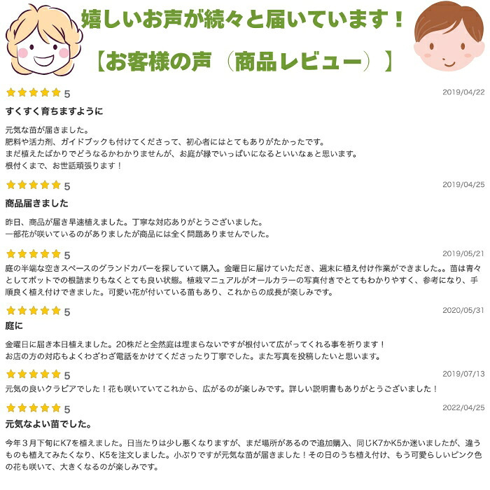 クラピア K5（薄桃）  20株 すくすくセット 完全植栽マニュアル付き 苗20ポット 肥料 活力剤 2種（有機入り一発果菜肥料、メネデール） イワダレソウ改良種 グランドカバー プランツ 雑草対策 庭 ガーデニング diy 緑化 おすすめ ガーデン 植物 多年草