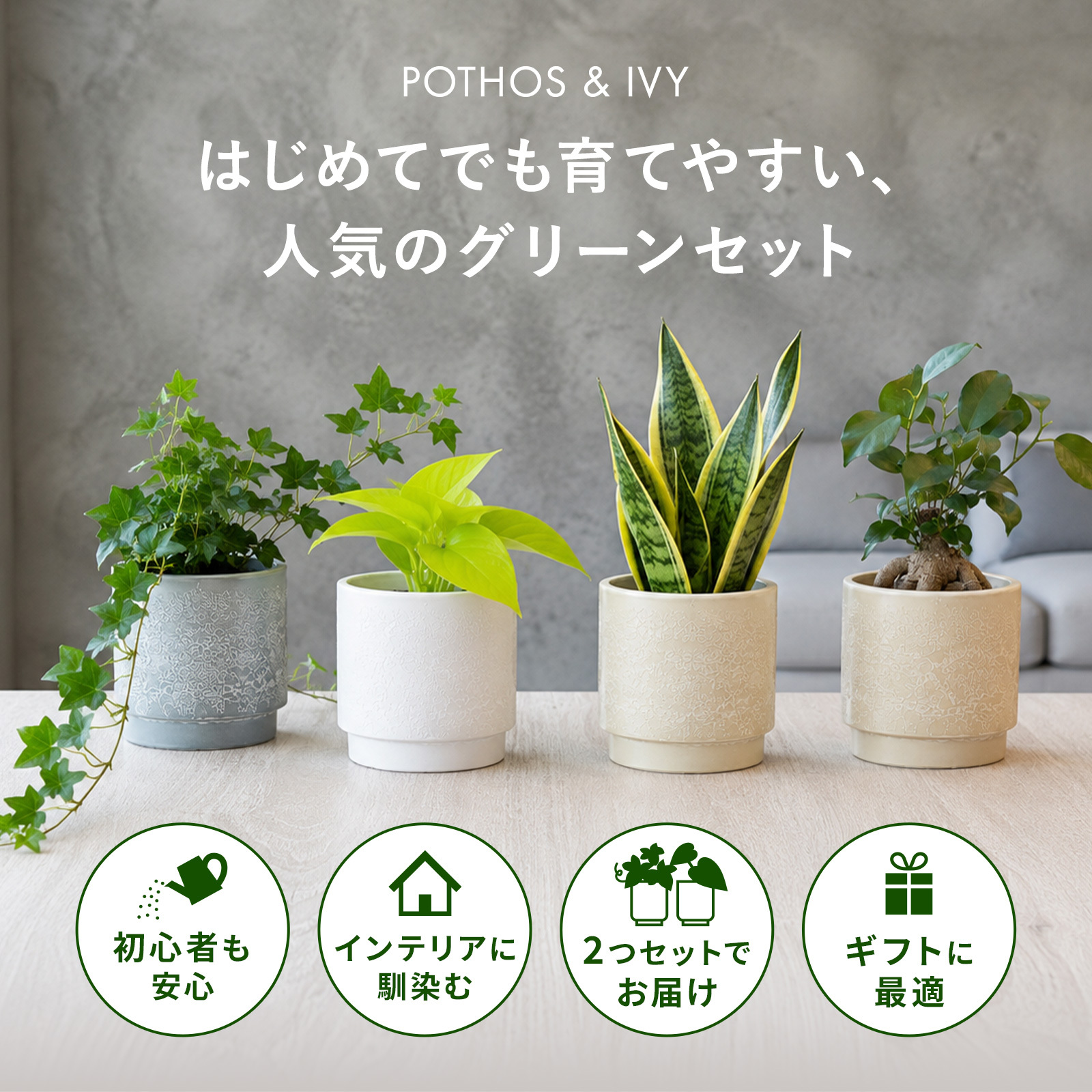 選べる 観葉植物 ポトス & アイビー ガジュマル &サンスベリア お試し 2点 セット 鉢付き 3号 ミニサイズ 幸運の木 風水 インテリア 室内 オシャレ 70代 あす楽 翌日配送  オフィス 開店祝い 結婚式 新築祝い 就職祝い 開業祝い