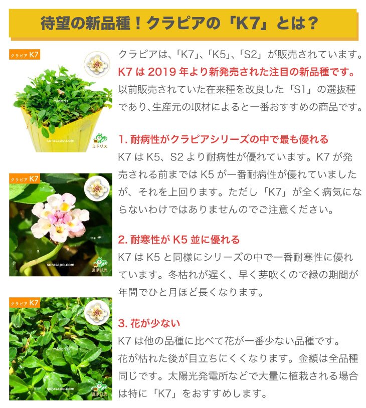 クラピアK7（白） ポット苗10株 すくすくシート14平米+J字型ピン100本　肥料 活力剤2種、完全植栽マニュアル2種付き クラピア 芝桜 雑草対策 グランドカバー マルチング イワダレソウ（改良種）