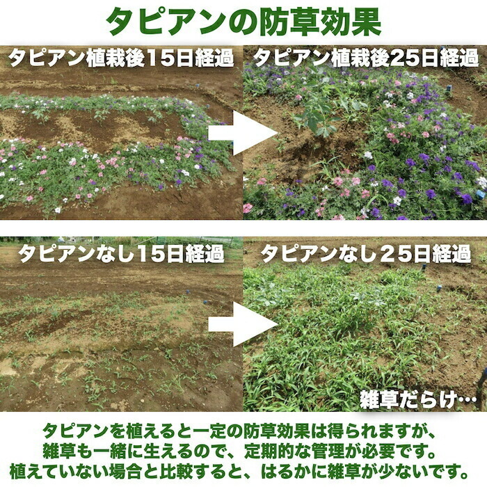 タピアン ローズ 24株 赤品種 9cmポット苗 肥料付き 3号 バーベナ属 サントリーフラワーズ グランドカバー 雑草対策