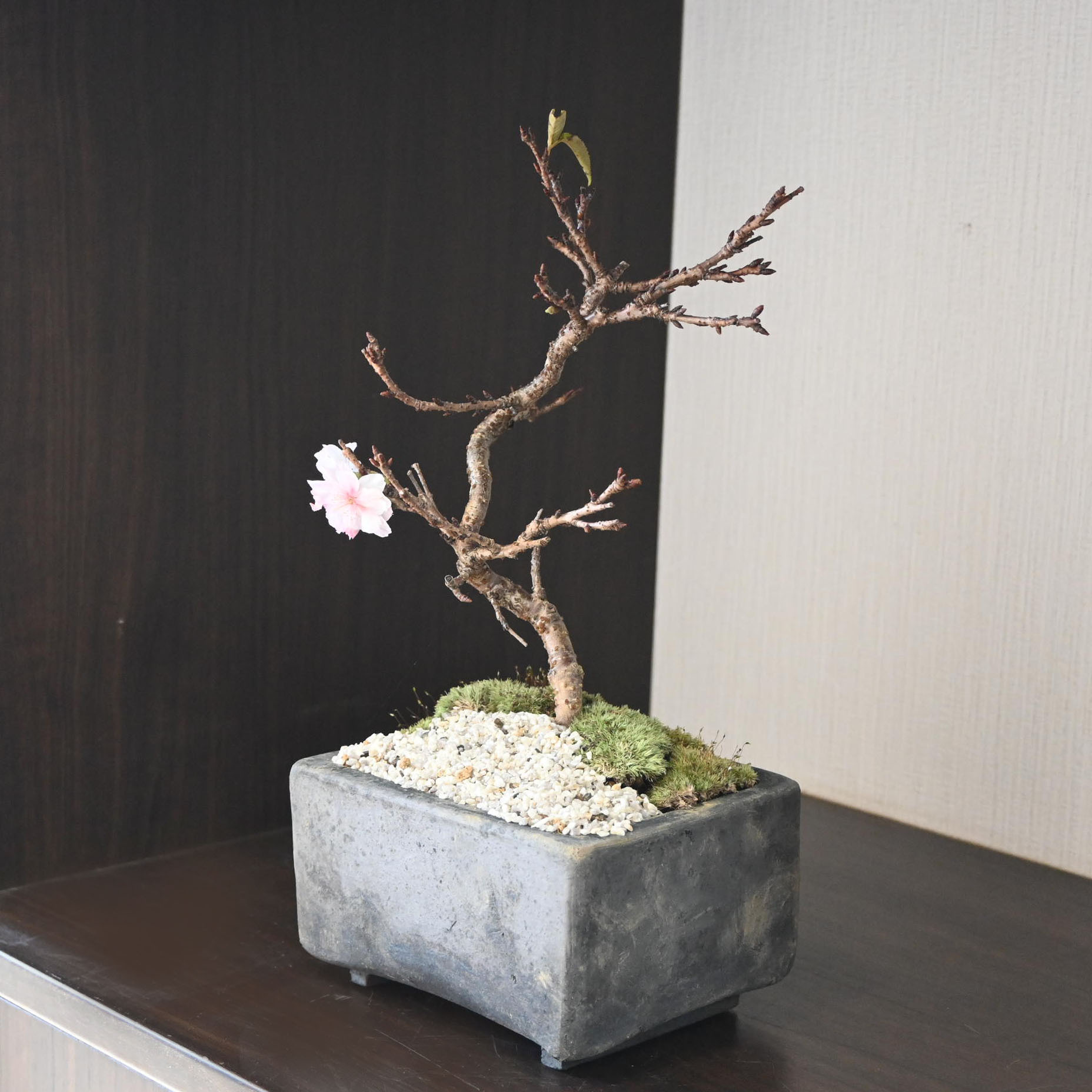 冬に咲く桜 十月桜盆栽 二期咲きのさくら サクラ