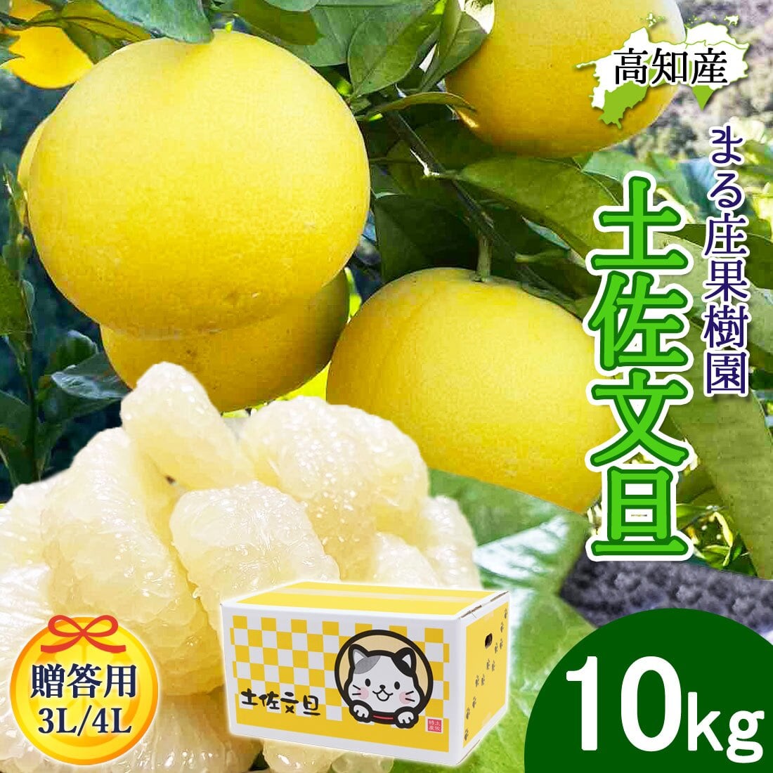 土佐文旦 野囲い 文旦 大玉 10kg 大玉 贈答用 3L/4L 土佐市 まる庄果樹園 産直 山間部栽培 ぶんたん 産地直送 高知産 ジューシー まろやか 高知 ブンタン 農家直送 ネコちゃん箱入り 届いてすぐに食べれる追熟文旦【送料無料】