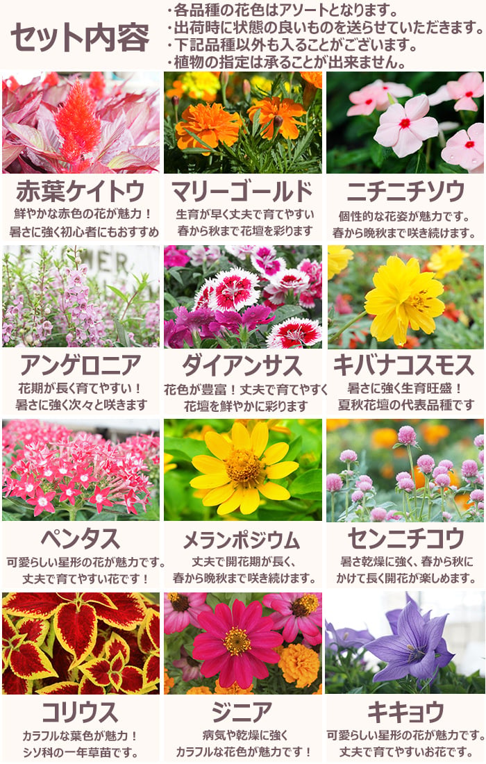 花苗 セット 送料無料 秋のお花おまかせ20ポット ガーデニングに最適です。沖縄・離島を除く