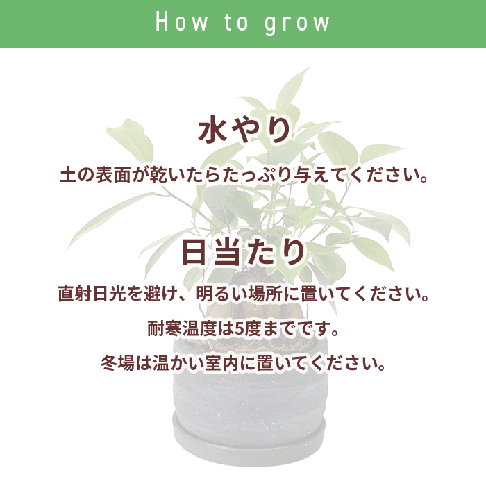 ガジュマル 5号 利休浅陶器 高さ約30cm 観葉植物