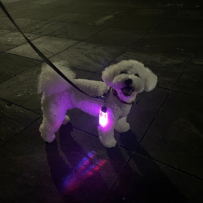 光る迷子札 48種の犬シルエット 保証書付き 散歩 ライト 夜道 充電式 夜の散歩 名前入り 電話番号 LED 交通安全 かわいい 夜間 ネームプレート USB 充電 夜散歩 事故防止 セーフティライト キーホルダー