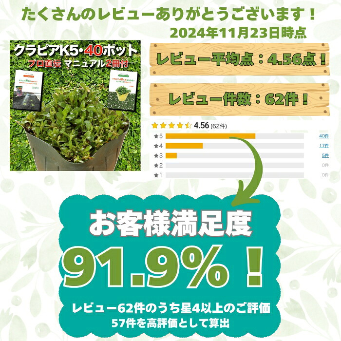 【肥料プレゼント中】 クラピア K5 薄桃品種 9cmポット苗  40鉢セット 植栽マニュアル付き イワダレソウ改良種 グランドカバー 植物 プランツ 薄ピンクの花 庭 屋上 緑化 K7と同程度の耐寒性 多年草 地被植物 ほふく性 下草 背が低い 宿根草 diy ガーデニング