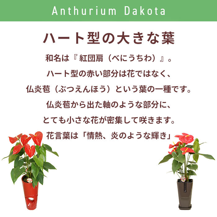 アンスリウム 赤 6号 カラーポット 高さ約65cm 観葉植物