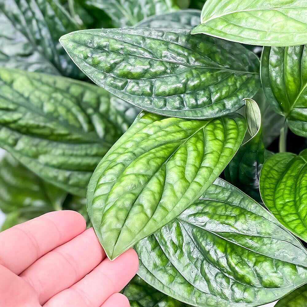 PLANCHU 観葉植物 モンステラ ジェイドシャトルコック 7号吊り鉢 育て