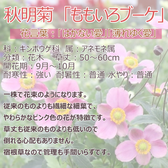 祝 敬老の日 プレゼント ギフト 秋明菊 ももいろブーケ5号 バスケット 9月21日 鉢花 ニオイザクラ 送料無料 沖縄・離島を除く