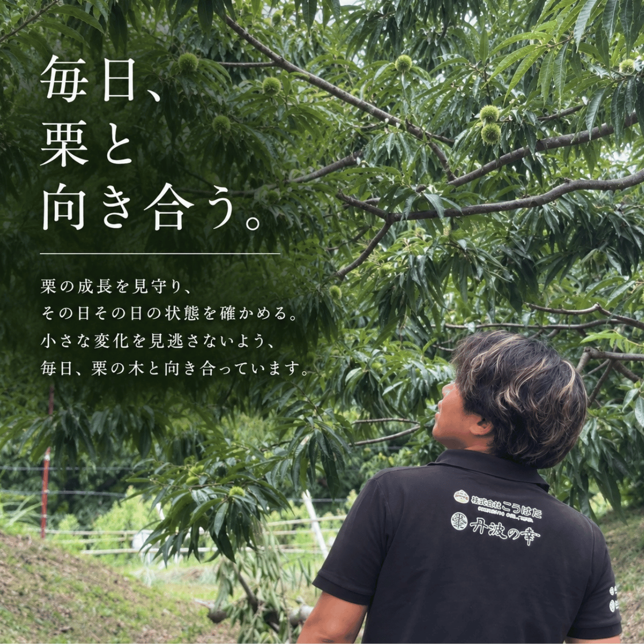 焼き栗 和栗 丹波栗【送料無料】スイーツ 和菓子 お菓子  丹波焼き栗 230g 【丹波の幸】食べ物 くり 栗スイーツ 甘栗 国産 栗 内祝い お返し プチギフト お取り寄せ ご当地 高級 グルメ 勝栗 搗栗
