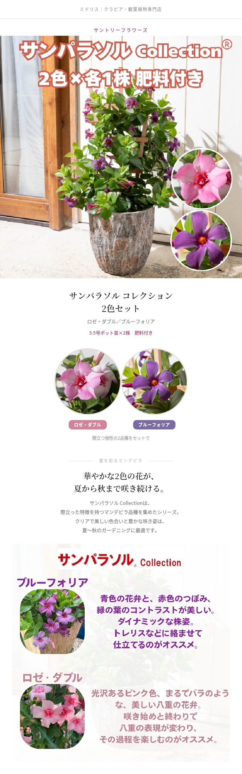 サンパラソル コレクション 2色×各1株セット 肥料付き ロゼダブル ブルーフォリア 3.5号ポット苗 つる性マンデビラ サントリーフラワーズ 夏の花 ガーデニング 鉢植え