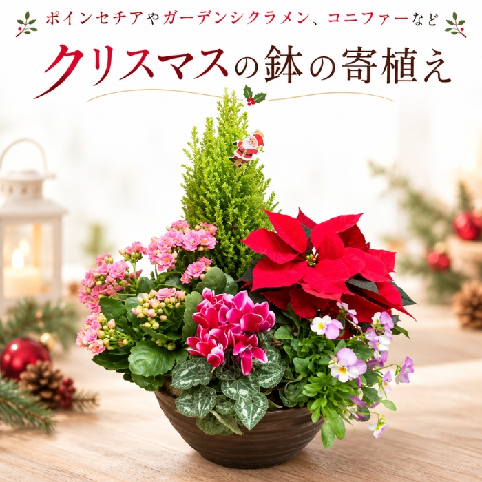 季節の寄植え 鉢 ガーデニング クリスマス ポインセチア シクラメン 花 鉢植え ギフト 秋 おしゃれ 誕生日 プレゼント 母 祖母 女性 お花 お誕生日 結婚祝い 新築祝い 友人 結婚記念日 妻 両親 開店祝い 開業祝い 退職祝い