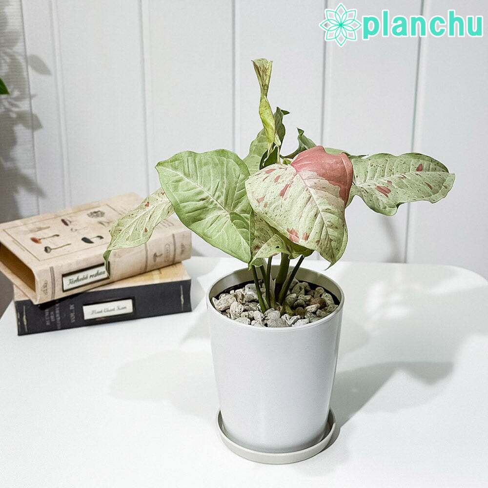 PLANCHU 観葉植物 シンゴニウム コンフェッティ 4号鉢 受け皿付き 育て