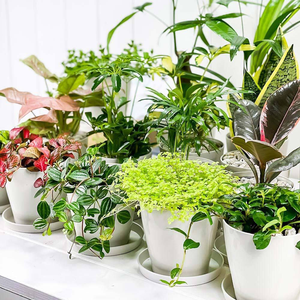 PLANCHU 観葉植物 お試しミニ観葉 5種セット 品種おまかせ 3.5号鉢