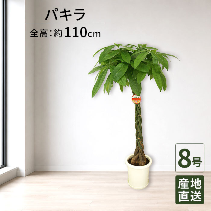 パキラ 8号 丸プラ 高さ約110cm 観葉植物 幸福の木