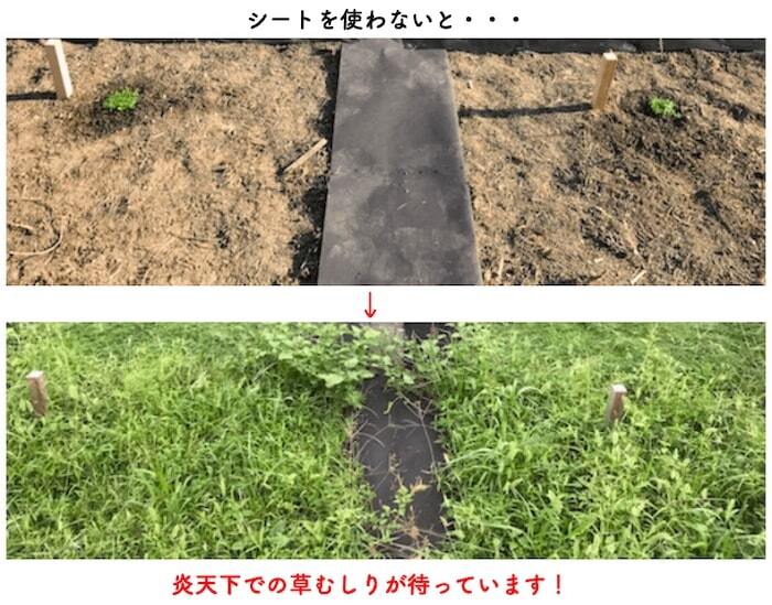 クラピアK7（白） ポット苗10株 すくすくシート14平米+J字型ピン100本　肥料 活力剤2種、完全植栽マニュアル2種付き クラピア 芝桜 雑草対策 グランドカバー マルチング イワダレソウ（改良種）