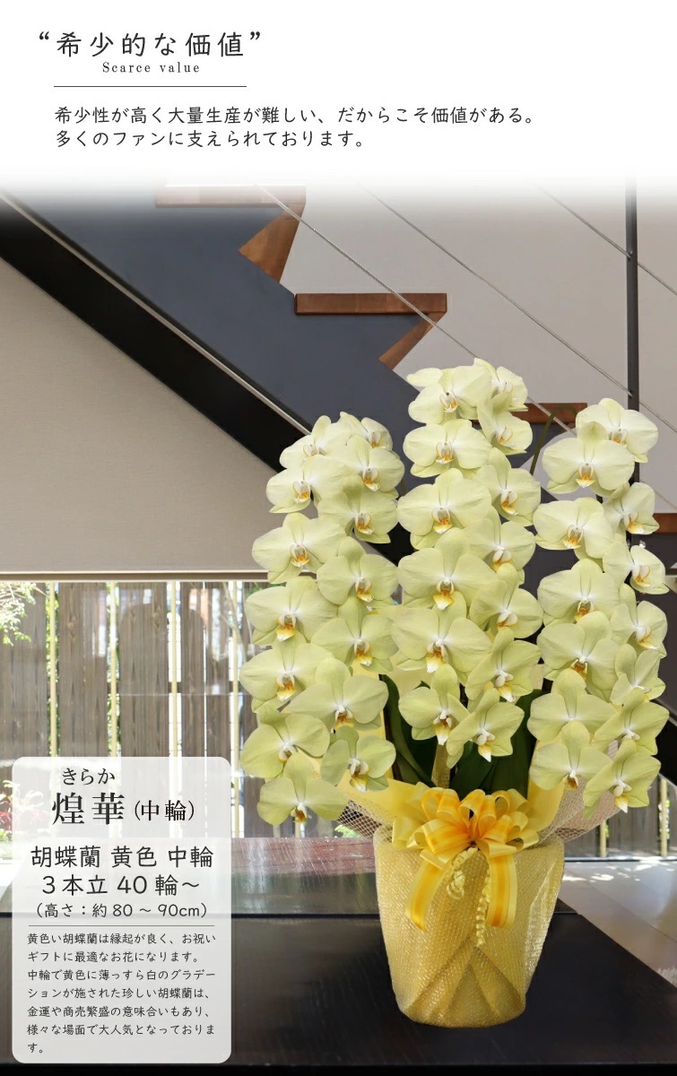 希少 純国産 胡蝶蘭 花持ち長い 中輪3本立ち 40輪～ 25,800円【煌華(きらか)】 黄色 画像配信あり 産地直送 お祝い 花 贈り物 母の日ギフト 縁起良い 商売繁盛 長寿祝 開店祝 開業祝 移転祝 就任祝 昇進祝 当選祝 当日発送 日本橋 銀座 王立園芸協会登録商品