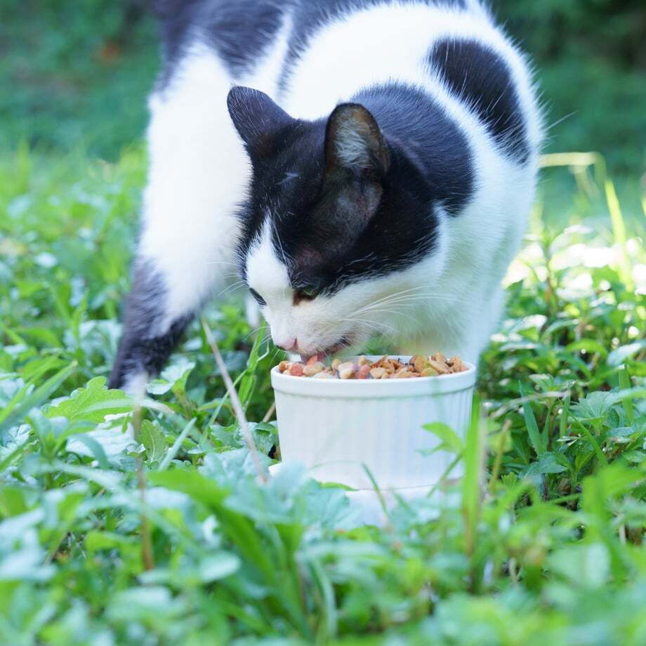 猫ちゃんのためのあごだしふりかけ2点セット キャットフード おやつ【送料無料】