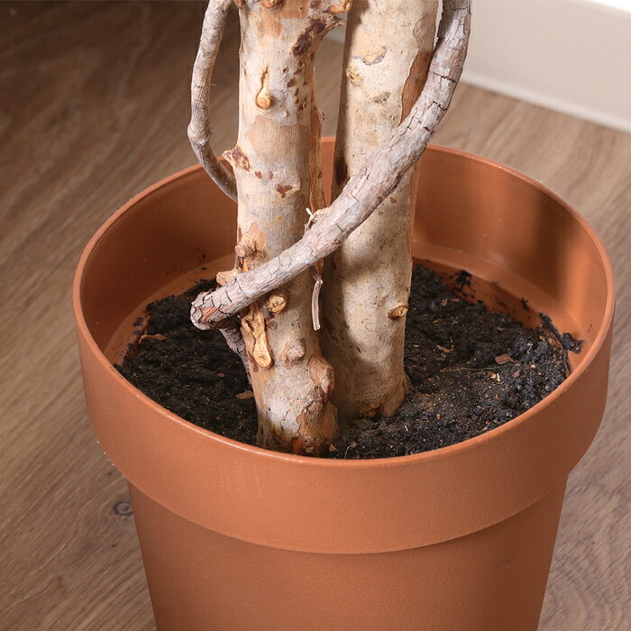 ガーデン エクステリア 観葉植物 フィカス １１２４ Ｂ フェイクグリーン 植物 緑 グリーン 癒し 植木 インテリア ガーデニング おしゃれ カフェ リビング プランター ギフト プレゼント 贈り物 オフィス 会社 枯れない 簡単 手入れ 人気 樹木