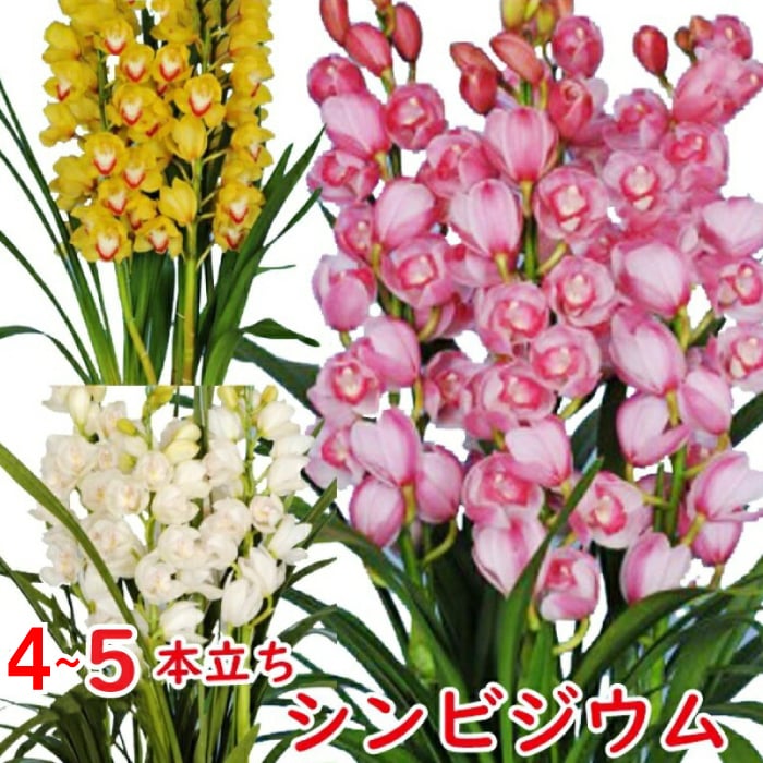 シンビジューム4~5本立ち 花 鉢シンビジウム 冬の洋蘭フラワーギフト プレゼント