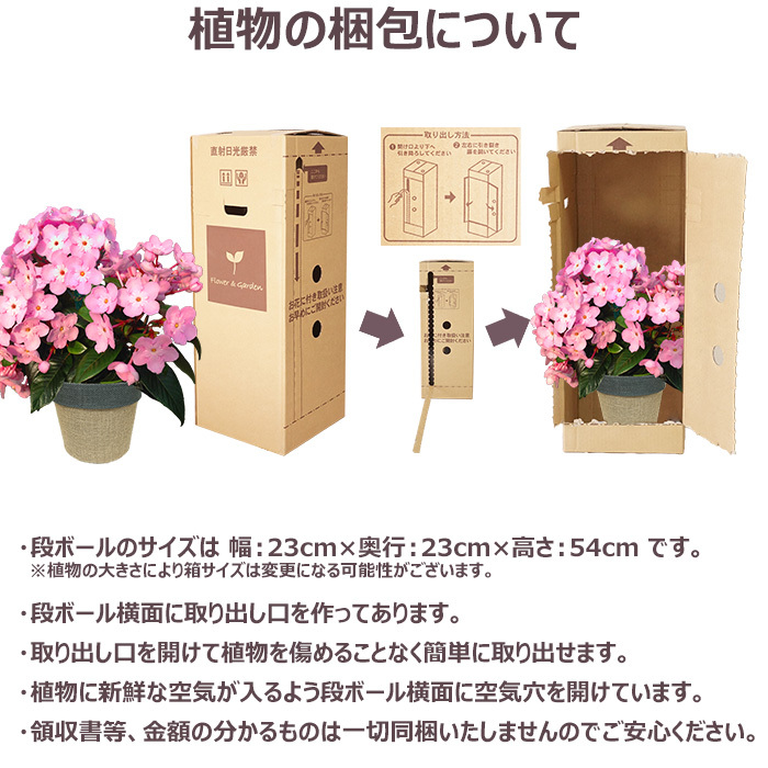祝 敬老の日 プレゼント ギフト ルクリア ココ5号 バスケット 9月21日 鉢花 ニオイザクラ 送料無料 沖縄・離島を除く