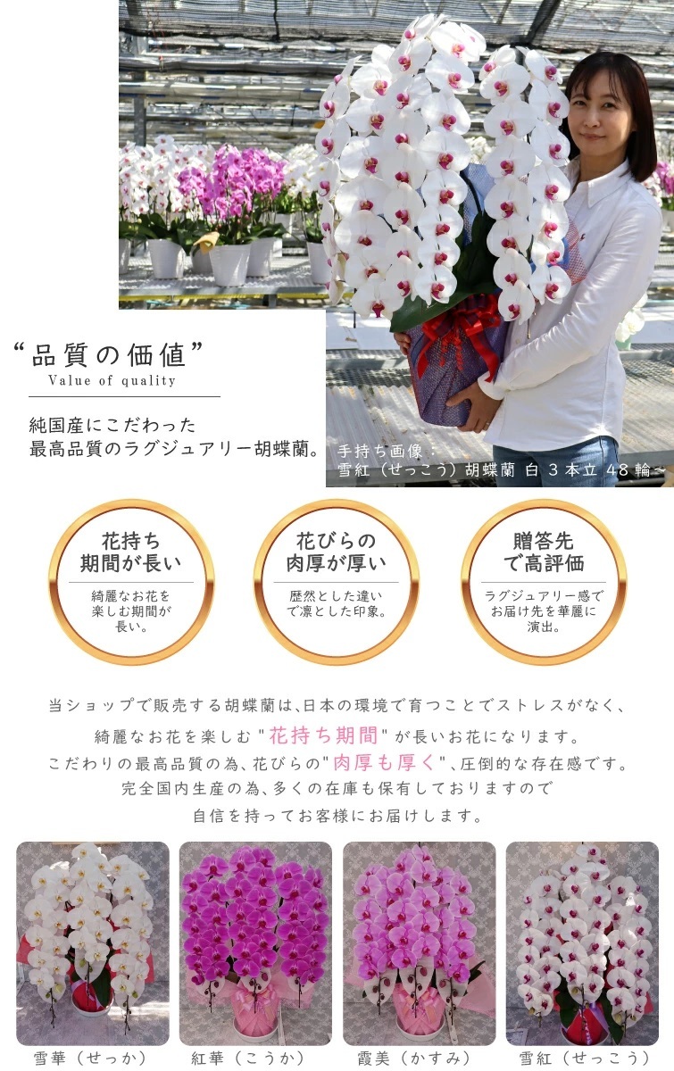 純国産 胡蝶蘭 花持ち長い 大輪3本立ち 45輪～ 【雪紅（せっこう）白赤】 産地直送 お祝い プレゼント 花 ギフト 贈り物 母の日 お供え お誕生日 開店祝い 開業祝い 移転祝い 就任祝い 昇進祝い 当選祝い 当日発送 王立園芸協会登録商品
